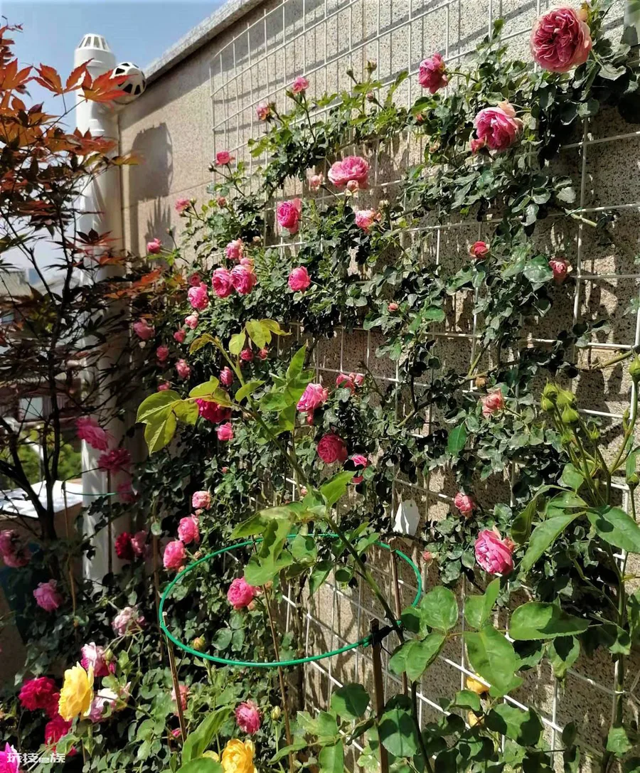 粉色达芬奇月季优缺点(红色达芬奇品种建议入手养吗)-图片8