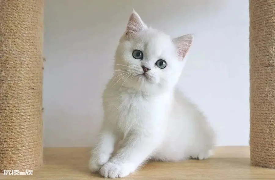如何判断一只猫咪多大了(图解如何判断宠物猫咪的年龄)-图片1