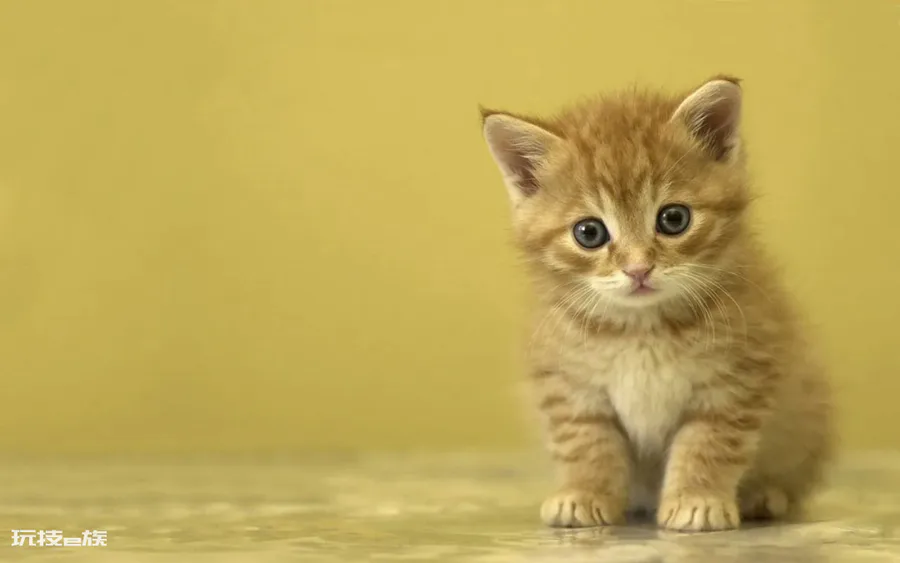 如何判断一只猫咪多大了(图解如何判断宠物猫咪的年龄)-图片2