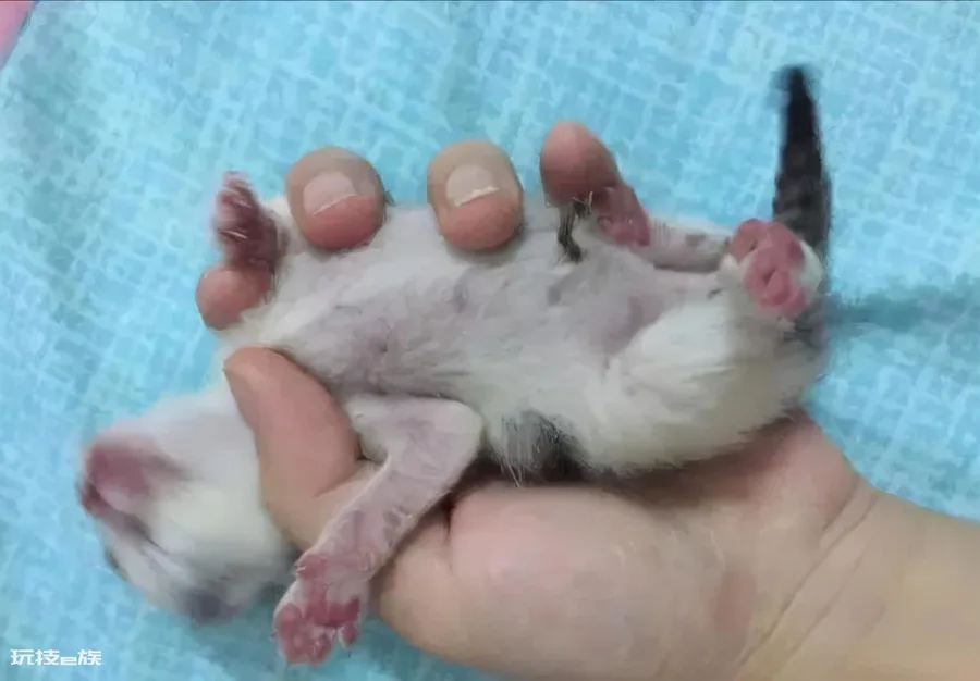 如何判断一只猫咪多大了(图解如何判断宠物猫咪的年龄)-图片3