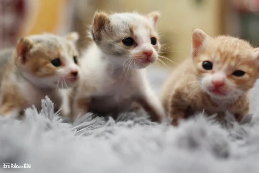 如何判断一只猫咪多大了(图解如何判断宠物猫咪的年龄)-图片4