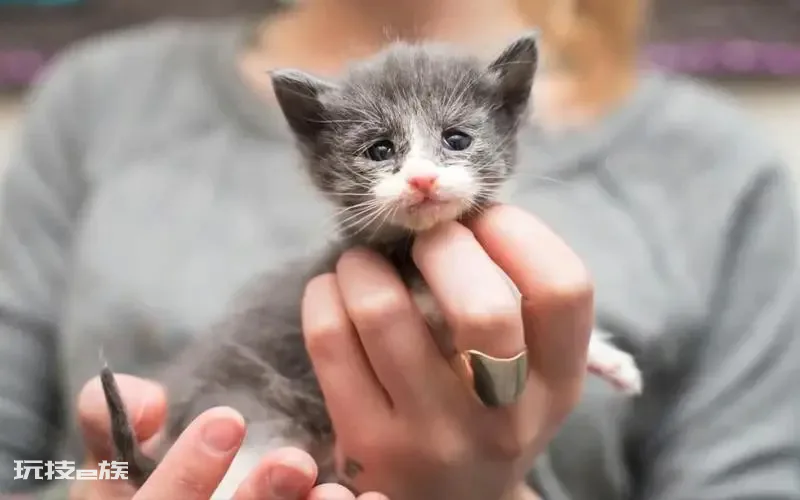 如何判断一只猫咪多大了(图解如何判断宠物猫咪的年龄)-图片5