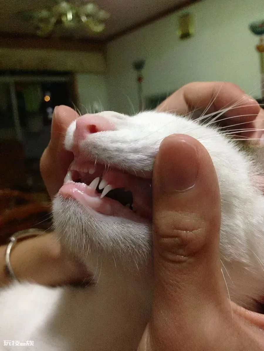 如何判断一只猫咪多大了(图解如何判断宠物猫咪的年龄)-图片6