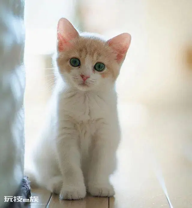 如何判断一只猫咪多大了(图解如何判断宠物猫咪的年龄)-图片7