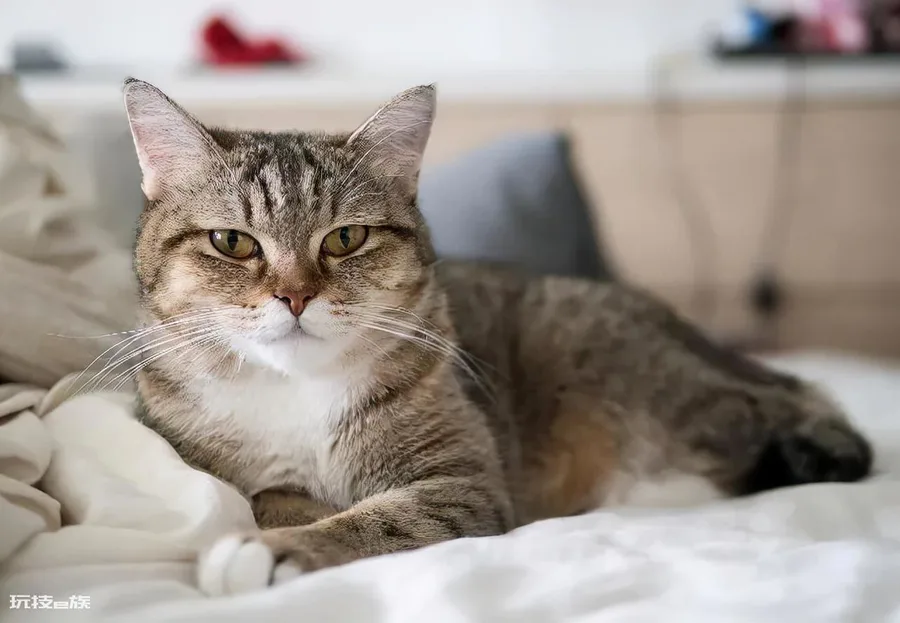 如何判断一只猫咪多大了(图解如何判断宠物猫咪的年龄)-图片8