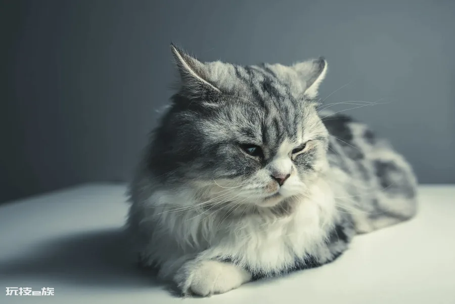 如何判断一只猫咪多大了(图解如何判断宠物猫咪的年龄)-图片9