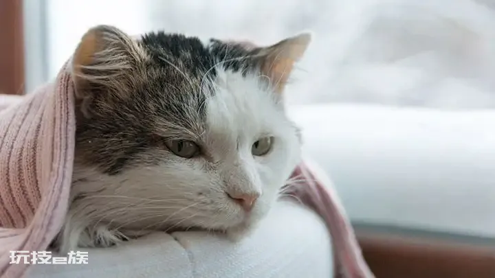 如何判断一只猫咪多大了(图解如何判断宠物猫咪的年龄)-图片10