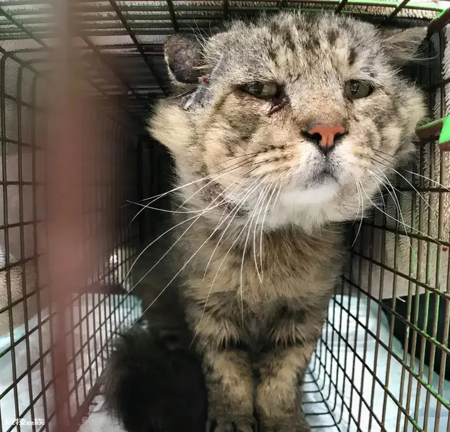 如何判断一只猫咪多大了(图解如何判断宠物猫咪的年龄)-图片11