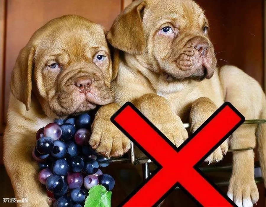 狗狗可以吃葡萄吗(小型犬吃了新鲜葡萄会怎么样)-图片2