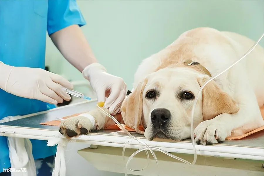 狗狗可以吃葡萄吗(小型犬吃了新鲜葡萄会怎么样)-图片3