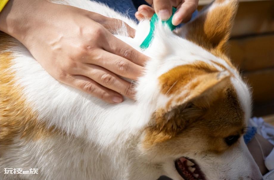 狗狗可以吃葡萄吗(小型犬吃了新鲜葡萄会怎么样)-图片5
