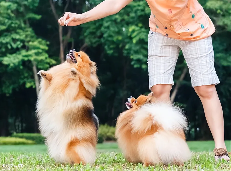 狗狗可以吃葡萄吗(小型犬吃了新鲜葡萄会怎么样)-图片7
