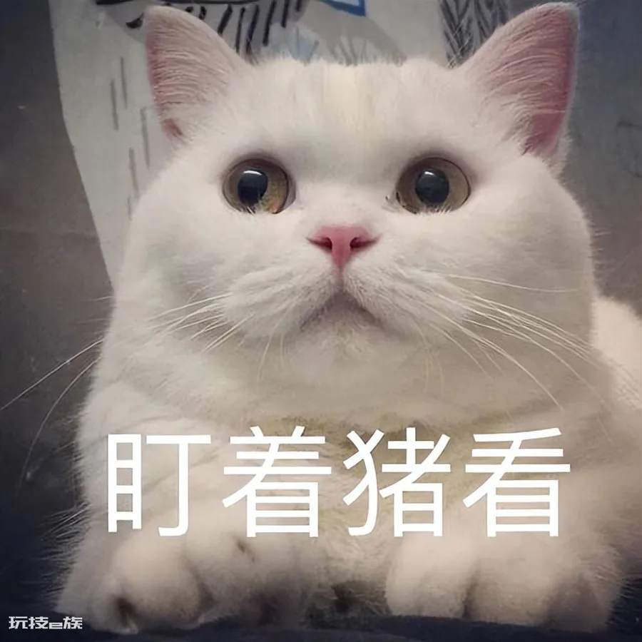 三岁的猫相当于人几岁(宠物猫咪最新年龄对照表)-图片1