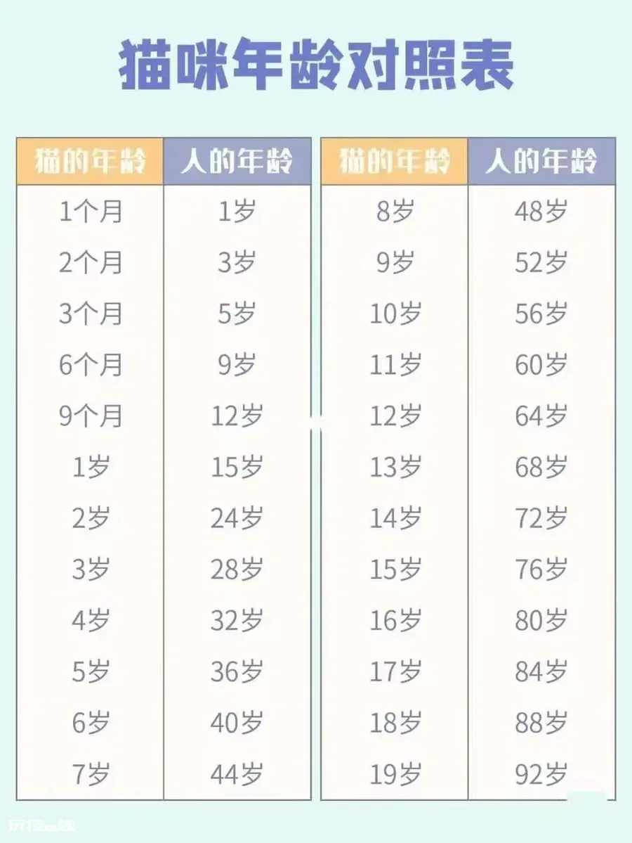 三岁的猫相当于人几岁(宠物猫咪最新年龄对照表)-图片2