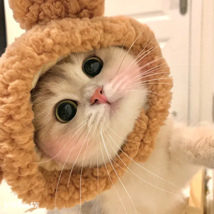三岁的猫相当于人几岁(宠物猫咪最新年龄对照表)-图片4