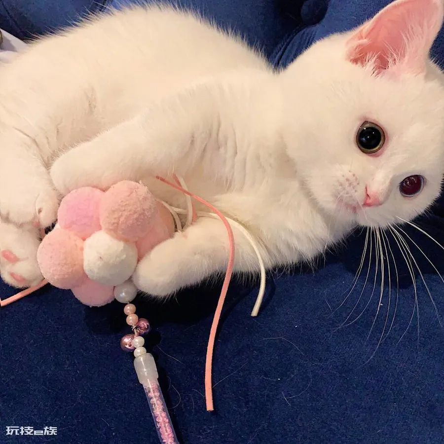 三岁的猫相当于人几岁(宠物猫咪最新年龄对照表)-图片5