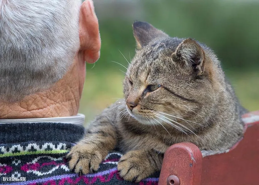 三岁的猫相当于人几岁(宠物猫咪最新年龄对照表)-图片7