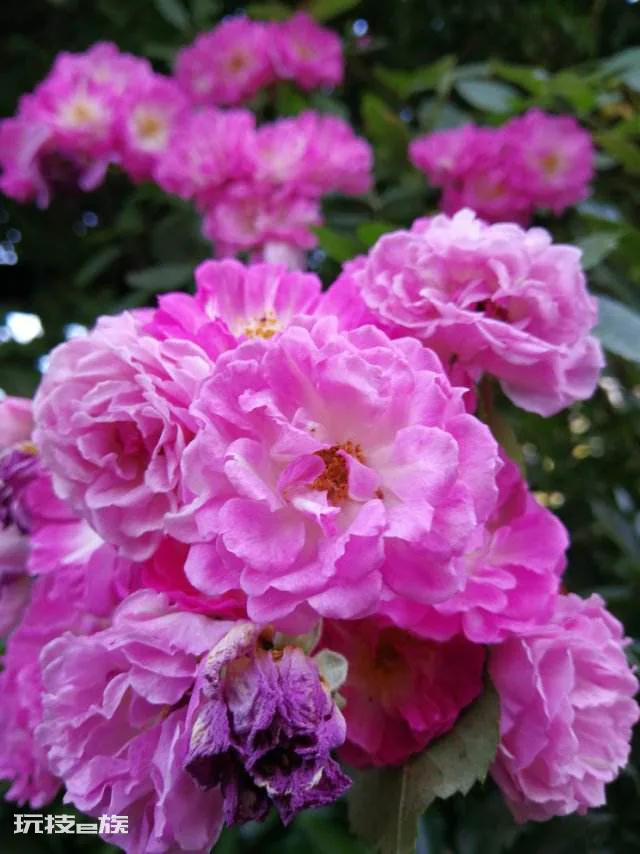 蔷薇花怎样扦插成活率高(蔷薇花扦插繁殖生根快的技巧)-图片1