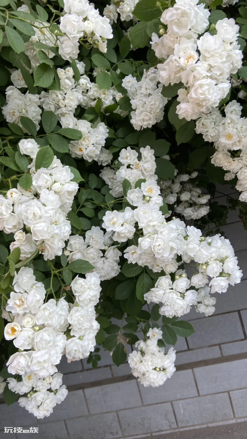 蔷薇花怎样扦插成活率高(蔷薇花扦插繁殖生根快的技巧)-图片3