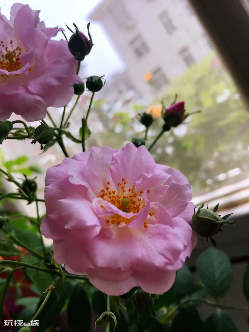 蔷薇花怎样扦插成活率高(蔷薇花扦插繁殖生根快的技巧)-图片7