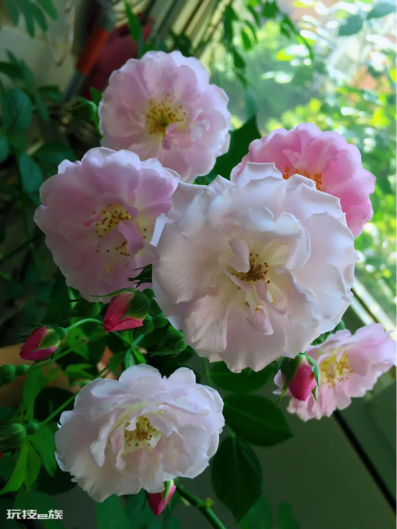 蔷薇花怎样扦插成活率高(蔷薇花扦插繁殖生根快的技巧)-图片8