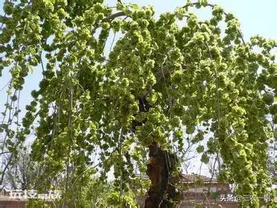 榆树风水禁忌及讲究说法(东不栽榆西不栽桃是什么意思)-图片2