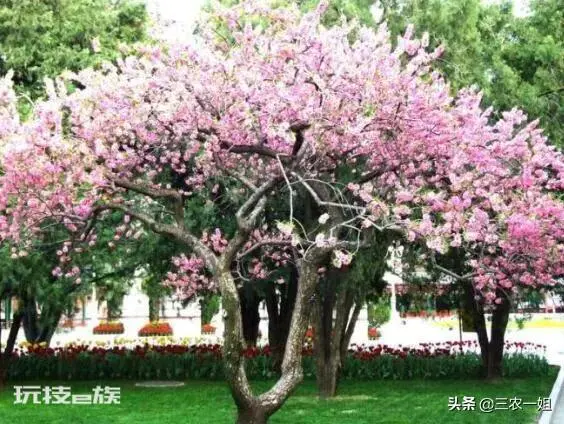 榆树风水禁忌及讲究说法(东不栽榆西不栽桃是什么意思)-图片3
