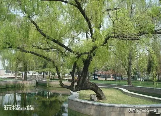 榆树风水禁忌及讲究说法(东不栽榆西不栽桃是什么意思)-图片5