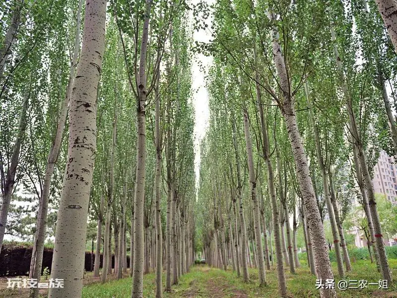 榆树风水禁忌及讲究说法(东不栽榆西不栽桃是什么意思)-图片6