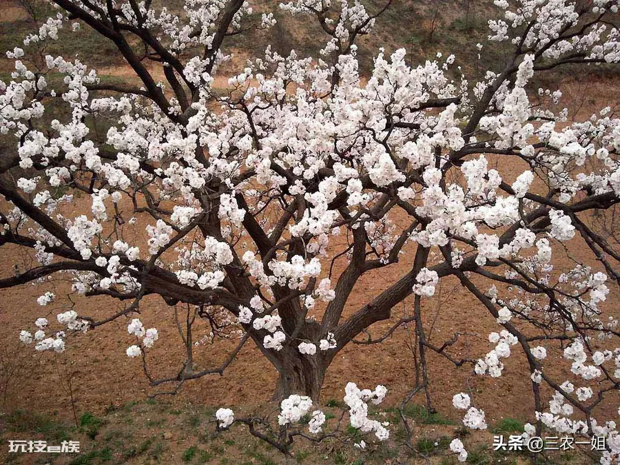 榆树风水禁忌及讲究说法(东不栽榆西不栽桃是什么意思)-图片8