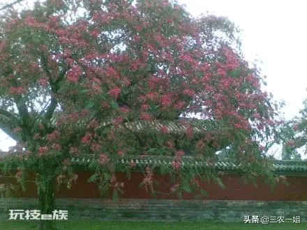 榆树风水禁忌及讲究说法(东不栽榆西不栽桃是什么意思)-图片9