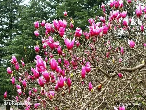 榆树风水禁忌及讲究说法(东不栽榆西不栽桃是什么意思)-图片10