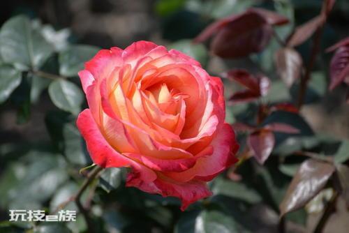 家里养月季花风水好吗（家庭养月季花寓意是什么意思）-图片2