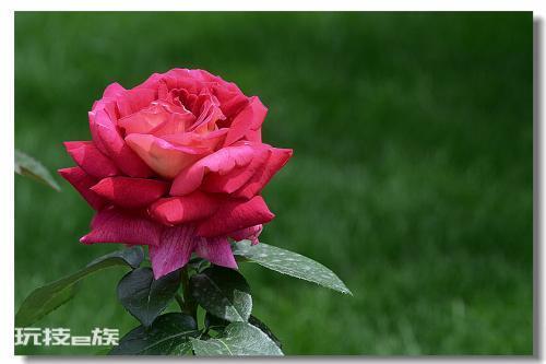 家里养月季花风水好吗（家庭养月季花寓意是什么意思）-图片3