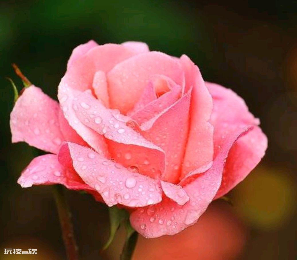 家里养月季花风水好吗（家庭养月季花寓意是什么意思）-图片4