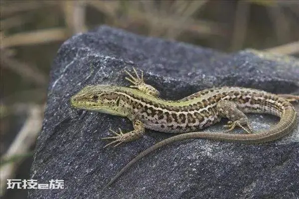 壁虎咬人吗有毒吗(壁虎在什么情况下会咬人)-图片3