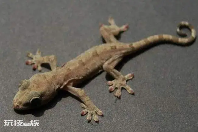 壁虎咬人吗有毒吗(壁虎在什么情况下会咬人)-图片4