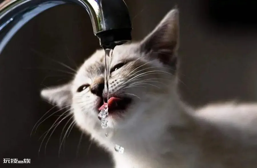 猫咪爱喝水是好事吗(猫咪突然频繁喝水是怎么回事)-图片1