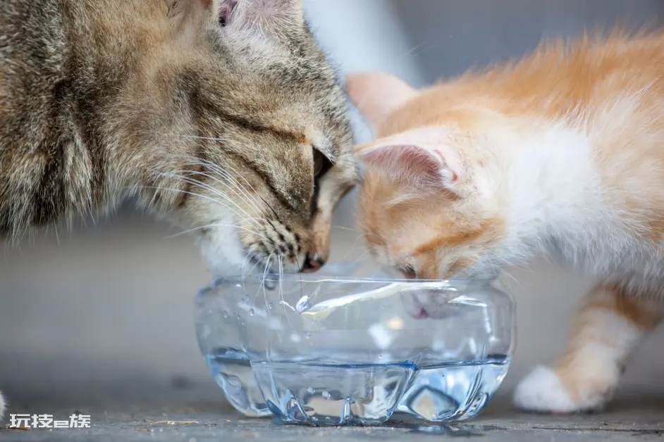 猫咪爱喝水是好事吗(猫咪突然频繁喝水是怎么回事)-图片2
