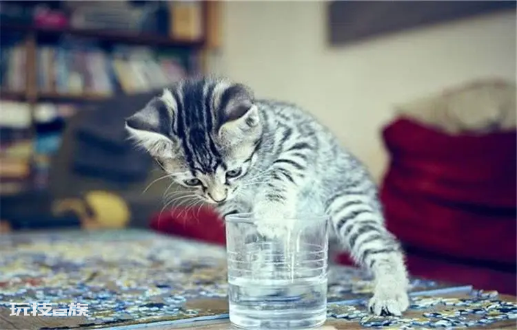 猫咪爱喝水是好事吗(猫咪突然频繁喝水是怎么回事)-图片3