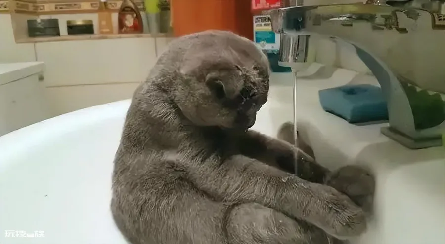 猫咪爱喝水是好事吗(猫咪突然频繁喝水是怎么回事)-图片4