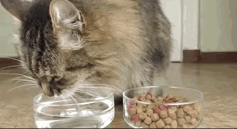 猫咪爱喝水是好事吗(猫咪突然频繁喝水是怎么回事)-图片5