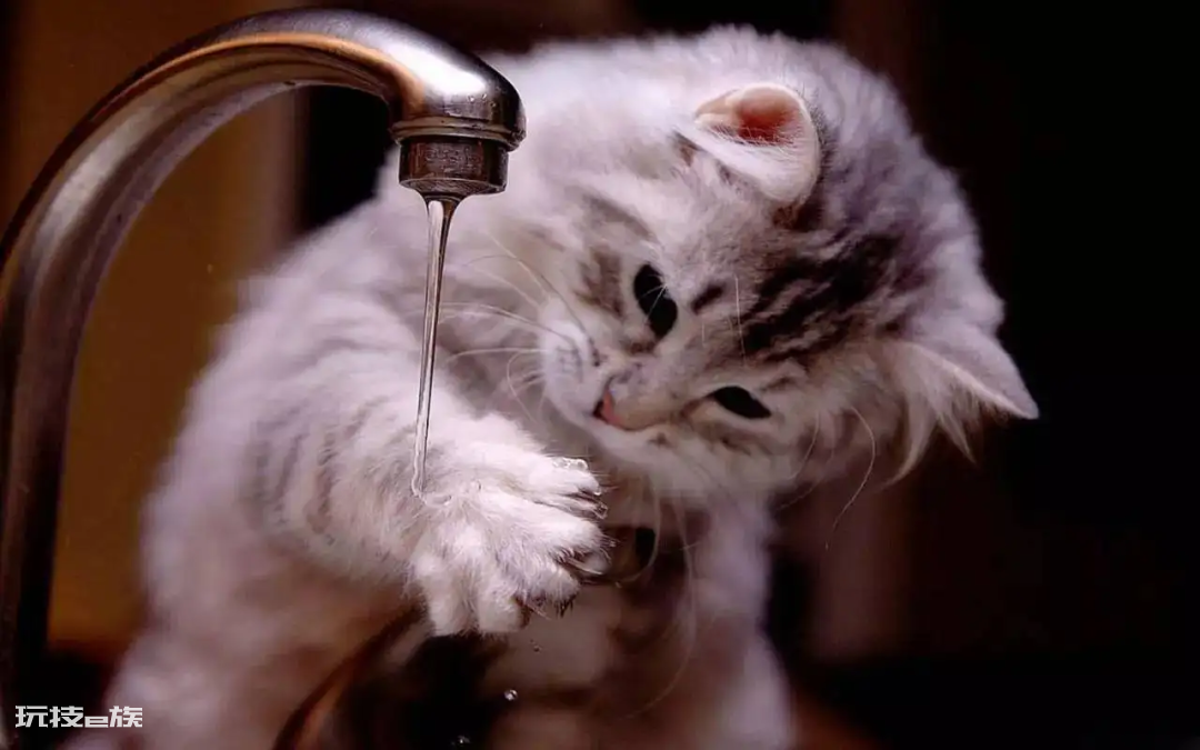 猫咪爱喝水是好事吗(猫咪突然频繁喝水是怎么回事)-图片6