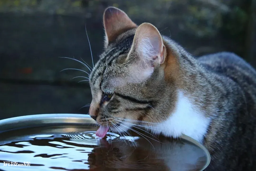 猫咪爱喝水是好事吗(猫咪突然频繁喝水是怎么回事)-图片7