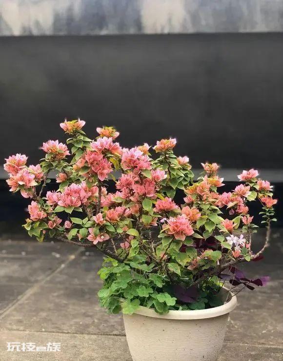三角梅最勤花品种排行榜（6种开花勤又好养的三角梅）-图片2