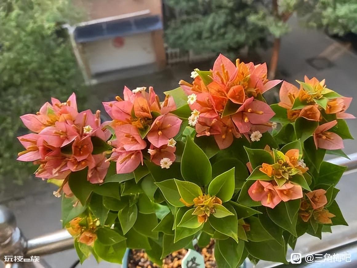 三角梅最勤花品种排行榜（6种开花勤又好养的三角梅）-图片3