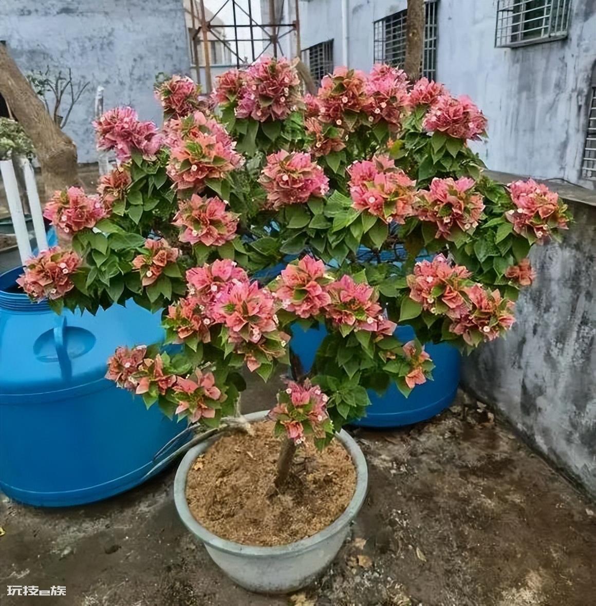 三角梅最勤花品种排行榜（6种开花勤又好养的三角梅）-图片4