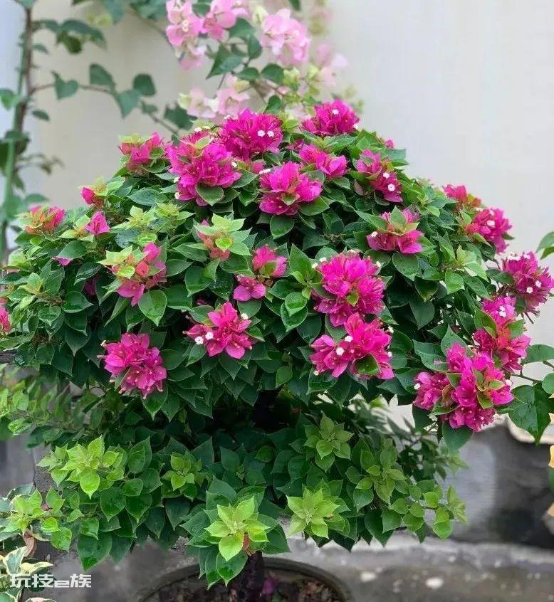 三角梅最勤花品种排行榜（6种开花勤又好养的三角梅）-图片5