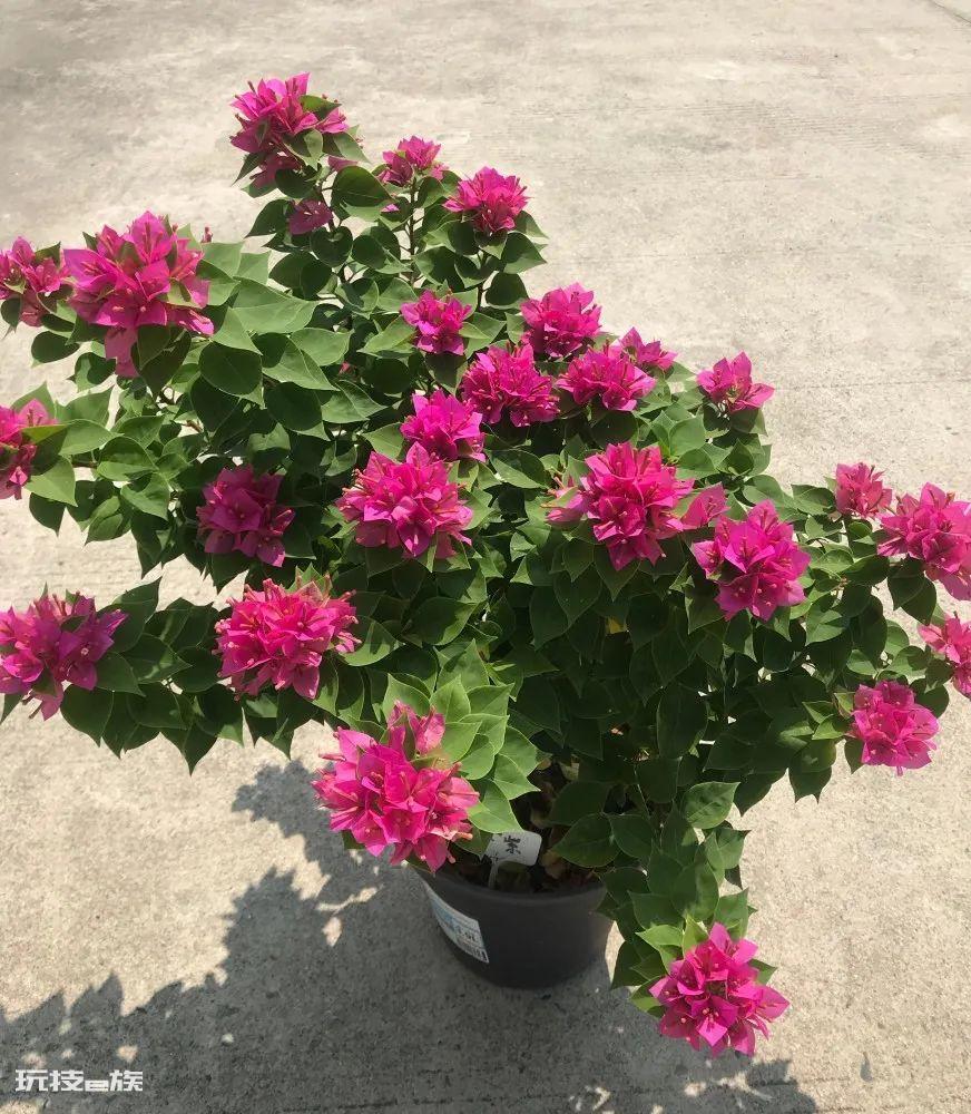 三角梅最勤花品种排行榜（6种开花勤又好养的三角梅）-图片6
