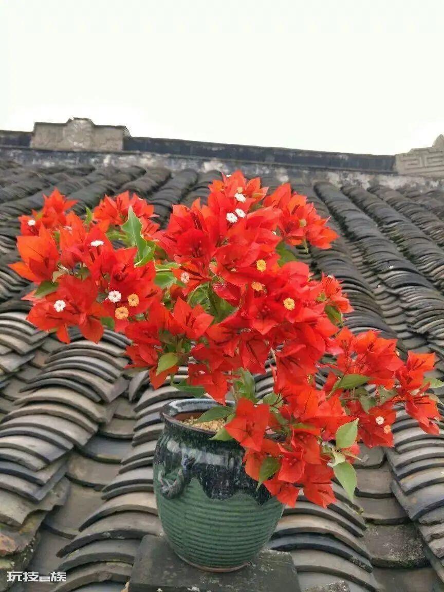 三角梅最勤花品种排行榜（6种开花勤又好养的三角梅）-图片7